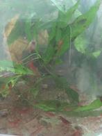 Rode neocaridina - cherry shrimp - vuurgarnalen, Dieren en Toebehoren, Schoolvis