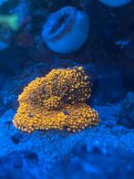 Koraal / Koralen, Dieren en Toebehoren, Vissen | Aquariumvissen