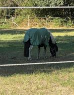 Kinder pony - ruin, Met stamboom, Minder dan 160 cm, Ruin, Zadelmak