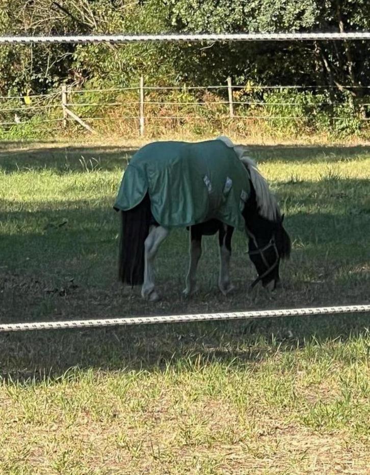 Kinder pony - ruin, Dieren en Toebehoren, Paarden, Ruin, Zadelmak, Minder dan 160 cm, 7 tot 10 jaar, Recreatiepaard, Met stamboom