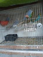Grasparkieten, Dieren en Toebehoren, Ophalen, Zo goed als nieuw