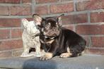 Franse Bulldog pups, klaar voor vertrek! 9 weken, België, Fokker | Hobbymatig, CDV (hondenziekte), 8 tot 15 weken