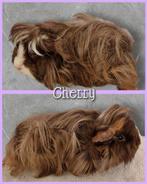 peruvian knuffel zeugje, Dieren en Toebehoren, Cavia, April, Vrouwelijk, Tam