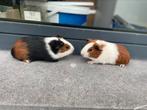 Jonge cavias, Dieren en Toebehoren, Knaagdieren, Cavia, Mannelijk, Juli, Tam