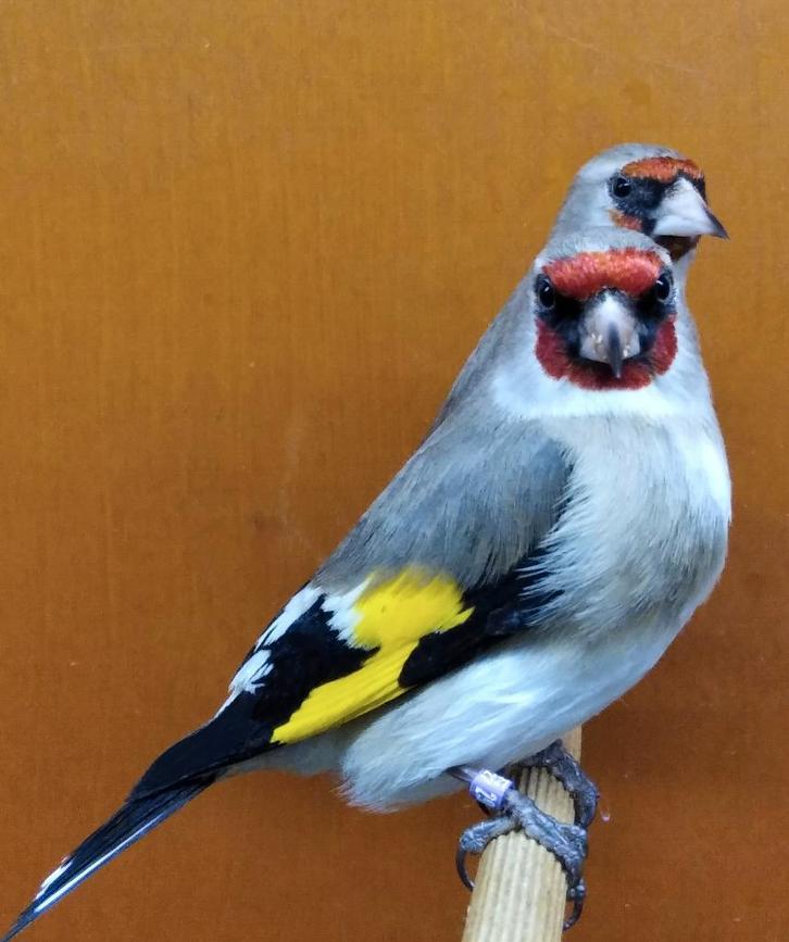 Wildzang vogels huisvesten met Avicultuur-LED verlichting, Dieren en Toebehoren, Vogels | Overige Vogels, Wildzangvogel, Geringd