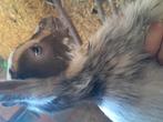 Choco tan hermelijn bont bokje, Dieren en Toebehoren, Schapen, Geiten en Varkens