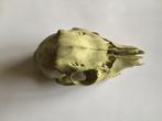 Crâne de cerf et d'oiseau - matériel pédagogique de biologie, Collections, Crâne, Enlèvement, Oiseaux