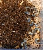 Lamprima adolphinae larven, Dieren en Toebehoren