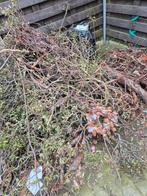 Brandhout van struik, mag weg gratis., Tuin en Terras, Brandhout, Ophalen