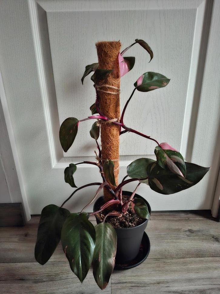 Philodendron Pink Princess, Maison & Meubles, Plantes d'intérieur, Autres espèces, Moins de 100 cm, Plante verte, Ombre partielle