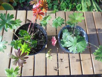 Bloedooievaarsbek (Geranium sanguineum) – paars - 2 planten beschikbaar voor biedingen