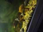 Zebra cichlide verkrijgbaar, Dieren en Toebehoren, Vissen | Aquariumvissen