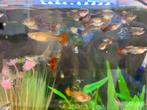 Guppies 1,5 euro, Vis, Zoetwatervis, Schoolvis