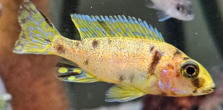 Aulonocara Yellow Berry malawi cichliden, Dieren en Toebehoren, Vissen | Aquariumvissen, Zoetwatervis, Vis