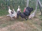 Kalkoenen, Dieren en Toebehoren, Pluimvee
