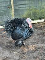 Kalkoenen koppel van vorig jaar, Dieren en Toebehoren, Pluimvee, Meerdere dieren, Kalkoen