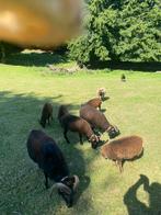 Tondeuses écologiques moutons de Soay, Ophalen