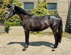 Chique 4 jarige merrie, Merrie, Springpaard, Gechipt, Zadelmak