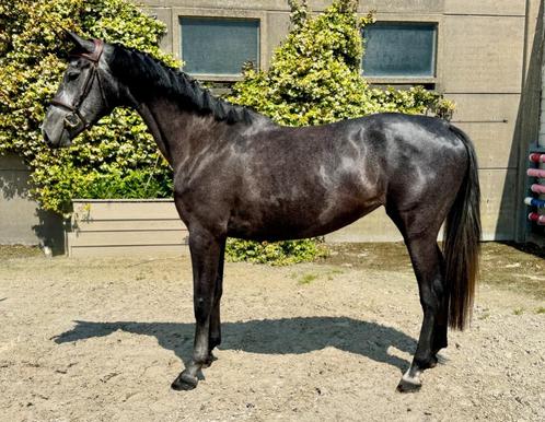 Chique 4 jarige merrie, Dieren en Toebehoren, Paarden, Merrie, Zadelmak, 165 tot 170 cm, 3 tot 6 jaar, Springpaard, Met stamboom