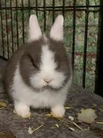 Kleurdwerg rammetje, Mannelijk, Dwerg, 0 tot 2 jaar