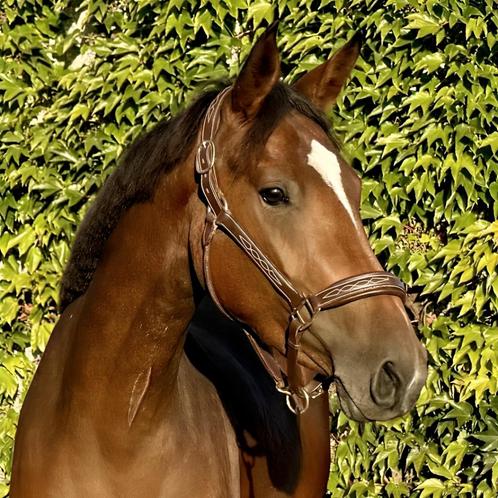 Toffe 3 jarige merrie, Animaux & Accessoires, Chevaux, Jument, Non dressé, 160 à 165 cm, 3 à 6 ans, Cheval de saut, Avec pedigree