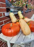 potirons, butternuts, courges spaghetti, Diversen, Levensmiddelen, Ophalen