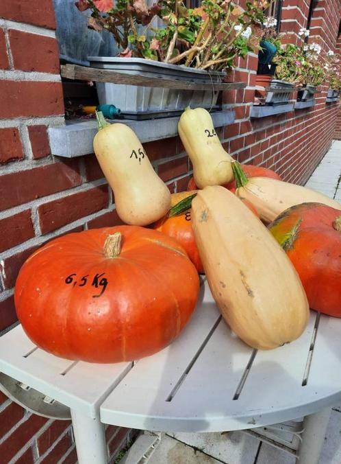 potirons, butternuts, courges spaghetti, Diversen, Levensmiddelen, Ophalen