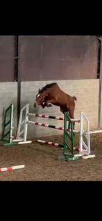 3 jarige ruin, Dieren en Toebehoren, Ruin, Zadelmak