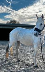 Lieve pittige maar eerlijke merrie te koop, Dieren en Toebehoren, Merrie, Niet van toepassing, Gechipt, 160 tot 165 cm