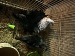 Vechters, Dieren en Toebehoren, Pluimvee, Meerdere dieren, Kip