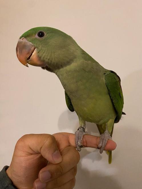 Tamme Grote Alexander, Dieren en Toebehoren, Vogels | Parkieten en Papegaaien, Papegaai, Tam, Geringd