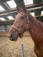 Merrie met Topafstamming!, Dieren en Toebehoren, Merrie, Met stamboom, Dressuurpaard, Onbeleerd
