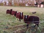 zwartbles rammen, Dieren en Toebehoren, Schapen, Geiten en Varkens