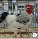 Gezocht sussex haan, Dieren en Toebehoren