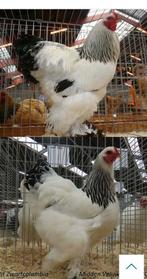 Op zoek naar brahma Columbia broedeieren GROOTHOENDER