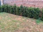 Taxus hagen, Tuin en Terras, Ophalen, Taxus