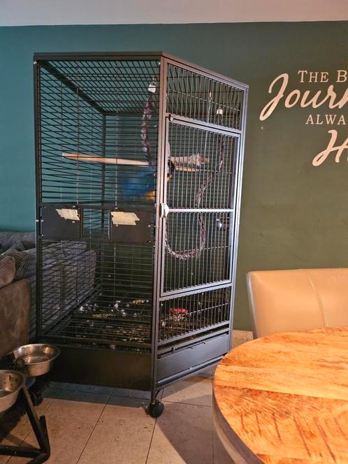 Zeer mooie ara 2 jaar oud goed in de veren, Dieren en Toebehoren, Vogels | Hokken en Kooien, Zo goed als nieuw, Ophalen of Verzenden