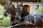 lieve en betrouwbare Fries, Dieren en Toebehoren, Merrie, Gechipt, 11 jaar of ouder, 160 tot 165 cm