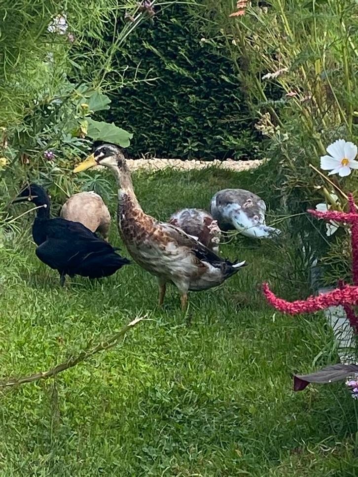 Jonge loopeend man, Dieren en Toebehoren, Pluimvee, Eend, Mannelijk
