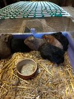 Cavia beertjes, Dieren en Toebehoren, Knaagdieren, Cavia, Augustus, Mannelijk, Tam