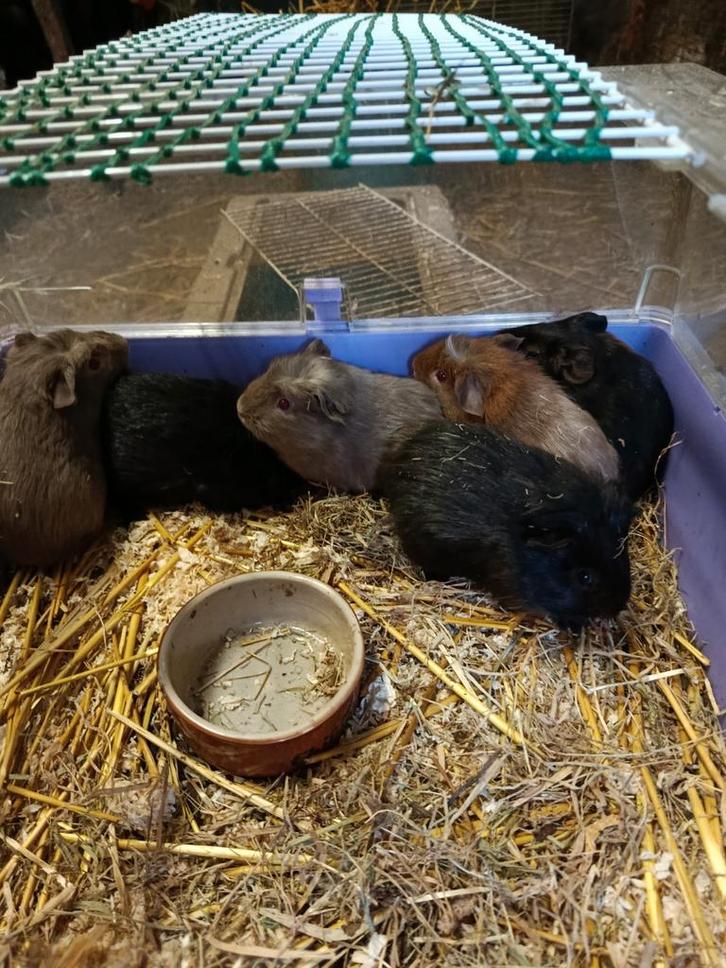 Cavia beertjes, Dieren en Toebehoren, Knaagdieren, Mannelijk, Cavia, Augustus, Tam