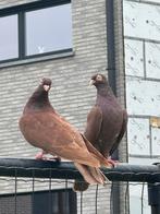 Heel mooi duiven te koop, Dieren en Toebehoren, Meerdere dieren, Overige soorten