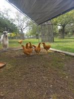 trio wyandotte, Meerdere dieren, Kip
