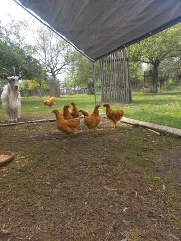 trio wyandotte, Plusieurs animaux, Poule ou poulet