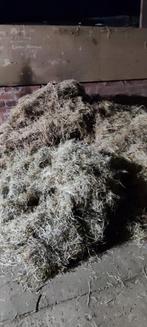 Hooi te koop, moet dringend weg, Dieren en Toebehoren, Ophalen