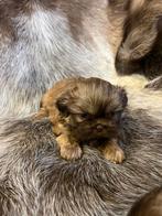 Shih Tzu pupjes, België, Overige rassen, CDV (hondenziekte), 8 tot 15 weken