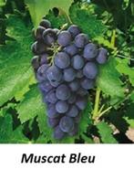 DRUIVELAARS oa "MUSCAT BLEU", in Pot, Maat 1 meter, 12€/stuk, Tuin en Terras, Planten | Tuinplanten, Ophalen of Verzenden, Lente
