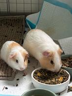 Cavia’s gladhaar, Dieren en Toebehoren, Knaagdieren, Cavia, Augustus, Meerdere dieren, Tam