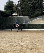 Knappe merrie, Dieren en Toebehoren, Merrie, Minder dan 160 cm, Gechipt, Dressuurpaard