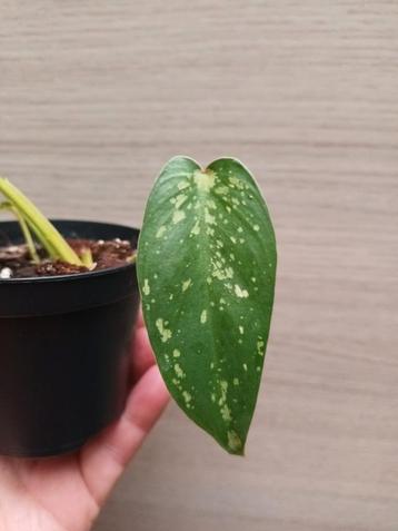 Philodendron mottled dragon  disponible aux enchères